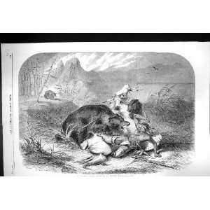  1860 Pawnee Indian Attacked Grizzly Bear Horse Mountains 