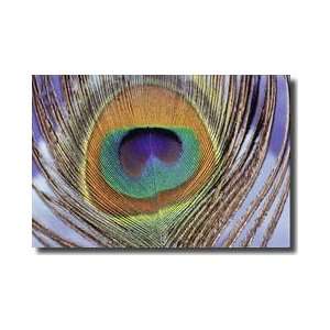 Peacock Feather Giclee Print