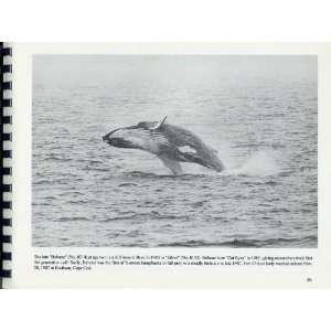  Whales Off New England Jane M Gibbs Books