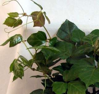 Grape Ivy Plant   Cissus rhombifolia   Great House Plant   4 Pot 