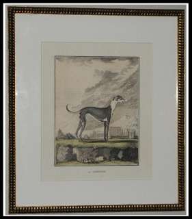 Antique Italian Engraving Print of a Greyhound Dog NR  