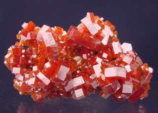 VERY FINE TOP COLLECTORS FIRE RED VANADINITE CRYSTAL CLUSTER  