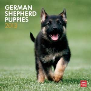  German Shepherd Puppies 2013 Wall Calendar 12 X 12 