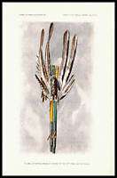 1901 PRINT Zuni Indian PLUME OFFERING GOD OF MUSIC 128  