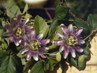 PASSION FLOWER Tincture Extract ~ anti anxiety 4sizes  