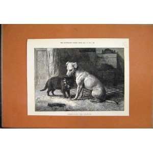   1874 Landseers Pet Dog Tiney And Pet Cat Friends Print: Home & Kitchen