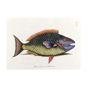  Mark Catesby   The Parrot Fish Giclee