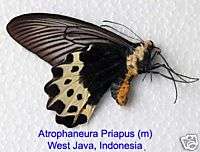 Butterfly/Unmounted/Atrophaneura priapus priapus (m)  