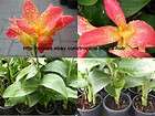Canna Lily Varieties Tropical Flower Plant Bloom All Summer long 