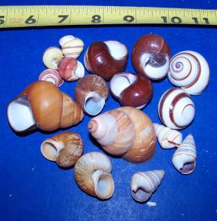 25   ASSORTED LAND SNAIL SHELLS HERMIT CRAB CRAFTS WOW  