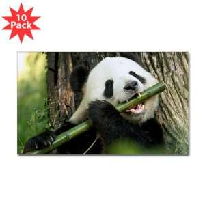  Sticker (Rectangle) (10 Pack) Panda Bear Eating 