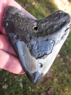 MEGALODON SHARK Tooth Fossil Teeth Megladon South Carolina USA 