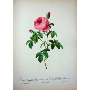  1954 Roses Flowers Rosa Centifolia Burgundiaca Pink