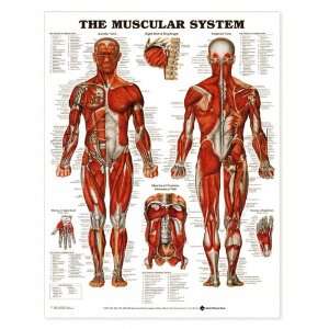 Muscular System Anatomical Chart Styrene Plastic 8946PST:  