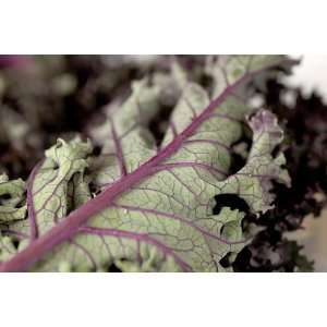   RUSSIAN KALE Brassica Oleracea Vegetable Seeds Patio, Lawn & Garden