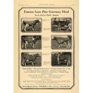 1924 Ad Chicago Guernsey Farm Lone Pine Herd Auction   Original Print 