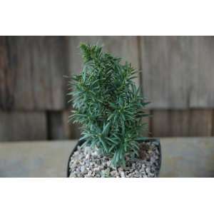   Green Diamond   English Yew Tree   Pot Size 4 Patio, Lawn & Garden