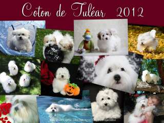 2012 COTON DE TULEAR CALENDAR   FIRST EDITION OF COTON PUPPIES & DOGS 