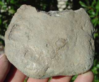 This is Rare Alabama Cretaceous Nodule With 2 Baculites And 