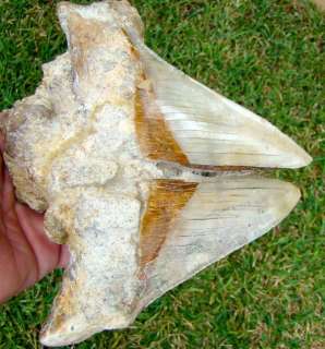 in. * ONE OF A KIND * CHILEAN Megalodon Shark Tooth   CHILE  