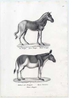 Quagga Zebra Halbesel Esel Tiere   Lithographie 1827  