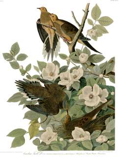 No. 17 Carolina Turtle Dove Havell Audubon Print  