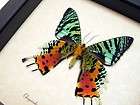   DAY GIFT REAL AMAZING MADAGASCAR SUNSET MOTH / BUTTERFLIES 163V