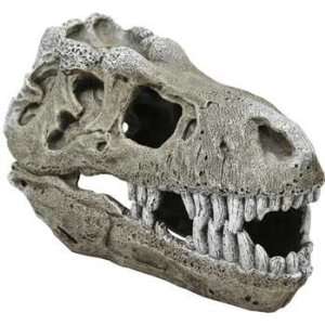  Top Quality Resin Ornament   T   rex Skull   Large