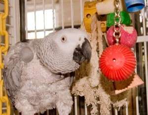 Birdy Babble Ball with Chain  parrot/bird/pet  