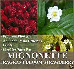 Strawberry Plant seeds ~ FRAGRANT FLOWERS ~~ MIGNONETTE  