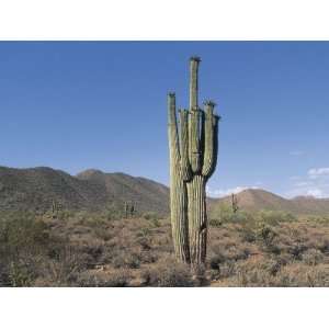  Cactus Plants in a Field, Saguaro Cactus, Sonoran Desert 