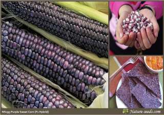 F1 Hybrid Purple Corn / Maize Vegetable Seeds  