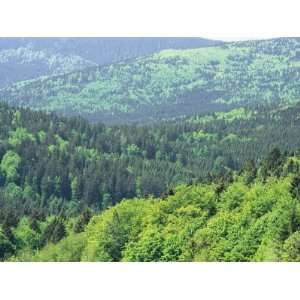  Mixed Evergreen and Deciduous Forest View in May Stretched 