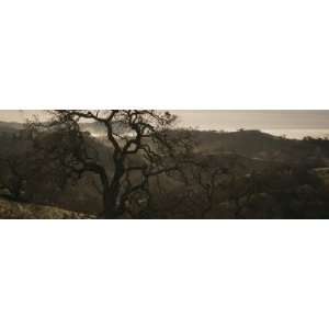 Oak Tree on a Hill, Henry W Coe State Park, California, USA Stretched 