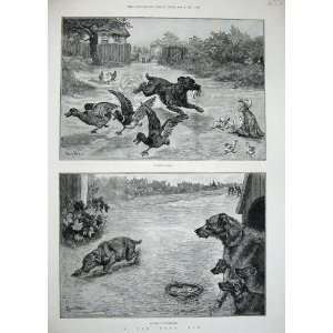  1887 Louis Wain Farmyard Animals Dogs Ducks Nature Art 