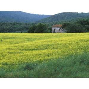  Yellow Flower Covered Fields of San Gimignano, Tuscany 