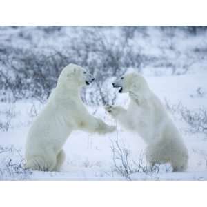 Polar Bear (Ursus Maritimus), Churchill, Hudson Bay, Manitoba, Canada 