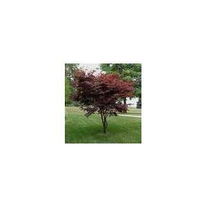  Japanese Red Maple Tree: Everything Else