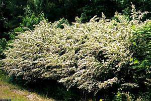 50 MEDIUM CHINESE PRIVET HEDGE PLANTS   GREAT HEDGE or PRIVACY FENCE 