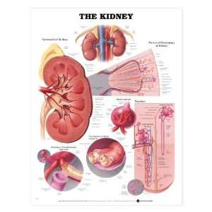 Kidney Anatomical Chart  Industrial & Scientific
