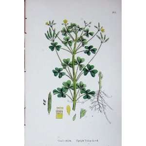  Botany Plants C1902 Upright Yellow Sorrel Oxalis Colour 