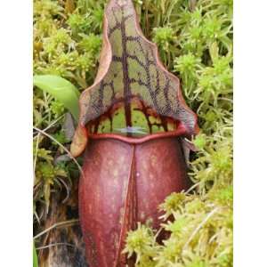  Plant (Sarracenia) Carnivorous Plant Growing in a Sphagnum Moss 