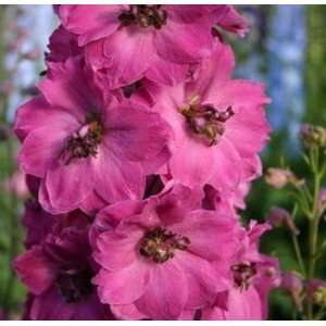  Pink Punch Delphinium Seed Pack Patio, Lawn & Garden