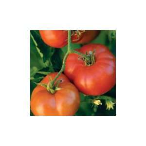  Early Red Chief Tomato Patio, Lawn & Garden