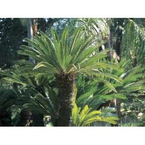 Close Up of a Sago Palm Tree in a Garden (Cycas Revoluta 