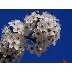 Close up of a Plum Tree, Prunus Domestica, in Bloom Photographic 